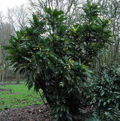 Obrázek produktu pro Mahonia media 'Winter Sun' - Mahonie 60- 80 cm - Kontejnerová