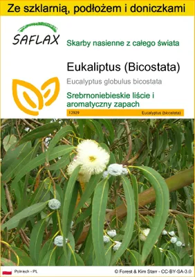 Zdjęcie produktu dla SAFLAX - Zestaw do uprawy - Eukaliptus (Bicostata) - 100 Nasiona - Z mini szklarnią, podłożem uprawowym i 2 doniczkami - Eucalyptus globulus bicostata
