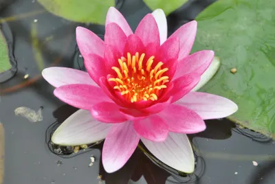 Produktbild von Nymphaea x cult.'Attraction', Seerose, rot, ca. 11x11 cm Topf