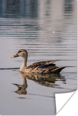 Produktbild von MuchoWow® Poster Ente - Wasser - Vogel - Braun 20x30 cm - Papierdruck