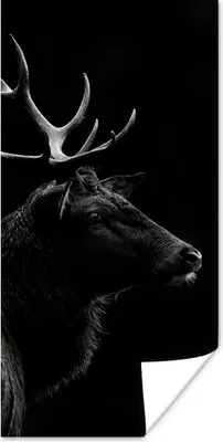 Produktbild von MuchoWow® Poster Hirsch - Schwarz - Porträt - Geweih - Tiere 20x40 cm - Plakat - Foto