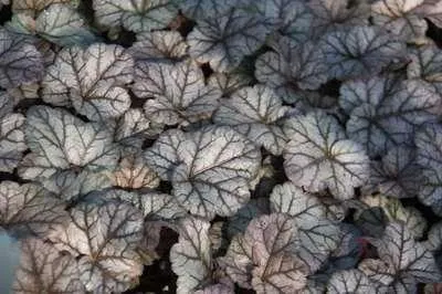 Immagine prodotto di 6 x Heuchera hybr. 'Cinnabar Silver'® - Campanula viola - vaso 9 x 9 cm