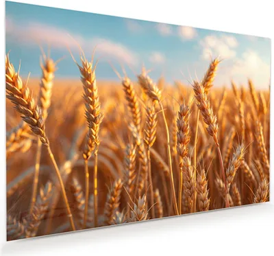 Produktbild von Glasbild 90x60cm in XXL für Wohnzimmer, Schlafzimmer Motiv Weizenfeld Sonnenuntergang
