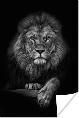 Produktbild von MuchoWow® Poster Löwe - Tiere - Schwarz - Weiß 60x90 cm - Wanddekoration
