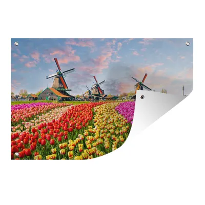 Obrázek produktu pro MuchoWow® Zahradní plakáty - Větrný mlýn - Květiny - Zaanstad - 80x120 cm - Zahradní dekorace