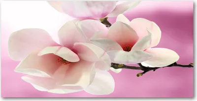 Produktbild von Tulup® Glas-Bild - 100x50 -Wandkunst - Wandbild hinter gehärtetem Sicherheitsglas  - Blumen & Pflanzen - Magnolie - Rosa