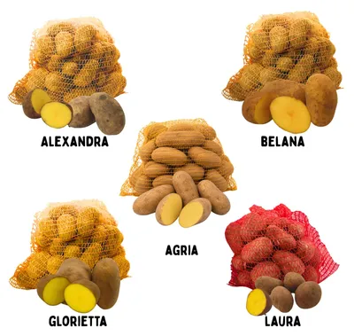 Produktbild von Speisekartoffeln "Probierset", 5x 5kg, beinhaltet die Sorten: Belana, Alexandra, Laura, Agria, Glorietta