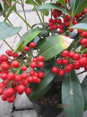 Produktbild von Skimmia japonica Temptation - Japanische Fruchtskimmie - 30-40cm