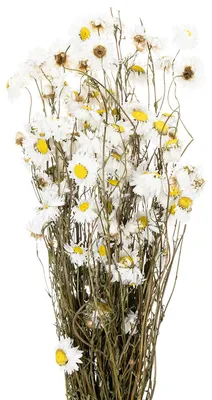 Produktbild von Trockenblumenstrauß Acroclinium für langlebige Dekorationen