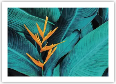 Produktbild von Poster - Poster ohne Rahmen - Blumen Tropen Blätter - 70x50 cm - Wand Bild - Wanddeko - Wandbilder - Kunstposter - Wandposter - Bilder - Kunstdruck - Wanddekoration - Wandbild - P2XAA70x50-5116