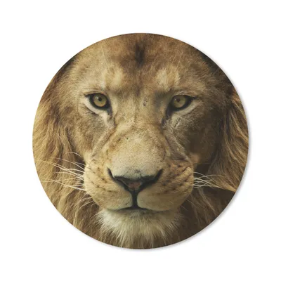 Produktbild von MuchoWow® Mauspad Mousepad Porträt - Afrika - Löwe 30x30 cm - Mousepads - Maus Mat - Pad - Mausunterlage - Tischunterlage - Schreibtischmatten