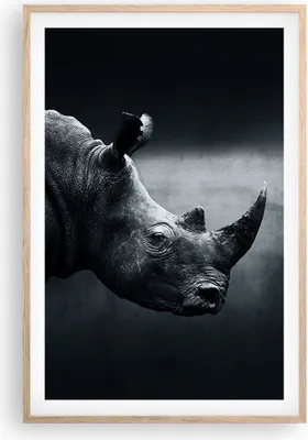 Produktbild von Gerahmtes Poster - Rahmen in heller Eiche - Nashorn Schwarzweiß Porträt - 61x91,5 cm - Wand Bild - Wanddeko - Wandbilder - Wandposter - Bilderrahmen - Bilder - Kunstdruck - Wandbild - P2NPA61x91-4347
