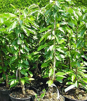 Produktbild von BALDUR Garten 1x Säulenkirsche 'Garden Bing®', Pflanze im 4 Liter-Topf, Kirschbaum, Prunus avium, winterhart, platzsparende Säule für kleine Gärten, Balkone & Terrassen