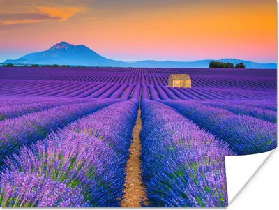 Produktbild von MuchoWow® Poster Lavendel - Lila - Blumen 80x60 cm - Kunst für zu Hause