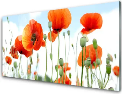 Produktbild von Acrylglasbilder 100x50 Wandbild Druck Mohnblumen Pflanzen