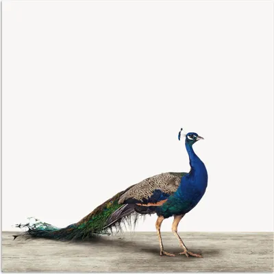 Produktbild von MuchoWow® Poster Pfau - Federn - Vogel - Kinder - Jungen - Mädchen 75x75 cm - Wand Dekoration