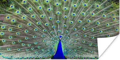 Produktbild von MuchoWow® Poster Pfau - Flügel - Schwanz 40x20 cm - Poster für die Wand - Poster Schlafzimmer