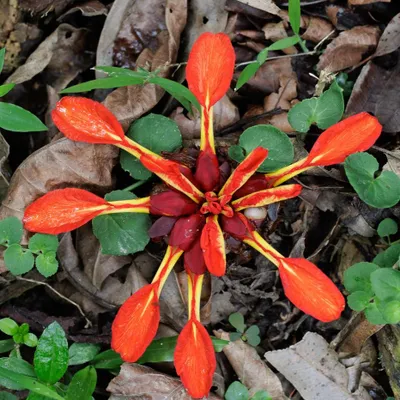 Image de Fleur de gingembre rouge (Etlingera coccinea) - 3 graines