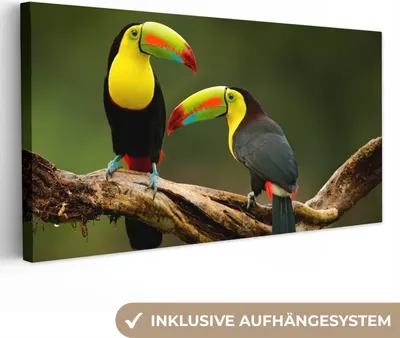 Produktbild von MuchoWow® - Leinwandbilder - Vögel - Tukan - Zweig - Tiere - Regenbogen, Wandbild, Wanddeko Bilder Wohnzimmer, 40x20cm