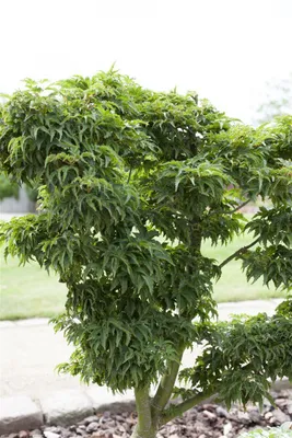 Produktbild von Acer palmatum 'Kotohime', Japanischer Ahorn, kompakt, 40–60 cm