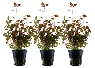 Produktbild von Aquarium Pflanze 3 StückLudwigia palustris Wasserpflanze AquaOne Nr.335B Set