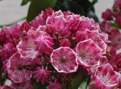 Produktbild von Berglorbeer Ostbo Red - Lorbeerrose - Kalmia latifolia Ostbo Red - 30-40cm