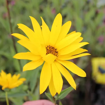 Obrázek produktu pro 6 x drsnosrsté trvalky Slunečnice  - Helianthus 'Atrorubens'  | Květináč 9 cm x 9 cm