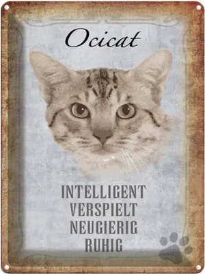 Produktbild von vianmo Blechschild 40x30 cm Ocicat Katze verspielt