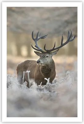 Produktbild von Poster - Poster ohne Rahmen - Hirsch Wald Natur - 61x91,5 cm - Wand Bild - Wanddeko - Wandbilder - Kunstposter - Wandposter - Bilder - Kunstdruck - Wanddekoration - Wandbild - P2XPA61x91-3744