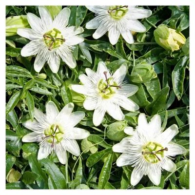Produktbild von Passionsblume Constance Elliot - Weiße Kletterpflanze - Duftende Balkonpflanze