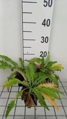 Image de 6 x Papaver ou 'Beauty of Livermere' - Pavot - Pot 9 x 9 cm