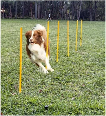 Produktbild von Agility-Trainingsset für Hunde – 6 Slalomstangen und eine verstellbare Sprungstange – Gelb