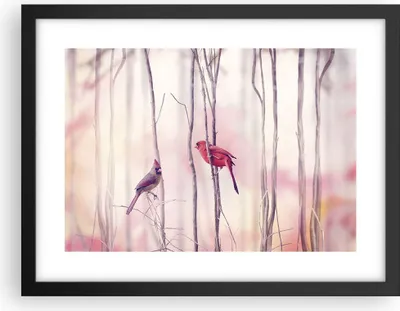 Produktbild von Gerahmtes Poster - Schwarzer Rahmen - Vögel Kardinal Scharlachrot - 40x30 cm - Wand Bild - Wanddeko - Wandbilder - Wandposter - Bilderrahmen - Bilder - Kunstdruck - Wandbild - P2BAA40x30-4256