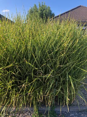 Produktbild von 6 x Miscanthus sinensis 'Strictus' - Chinaschilf im topf 9 x 9 cm