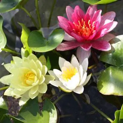 Productafbeelding van Moerings Nymphaea Mix Trio | Waterlelie | In 3L Mand