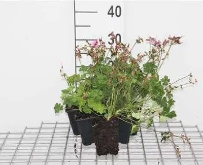 Produktbild von 6 x Geranium cant. 'Karmina' - Geranie - Topf 9 x 9 cm