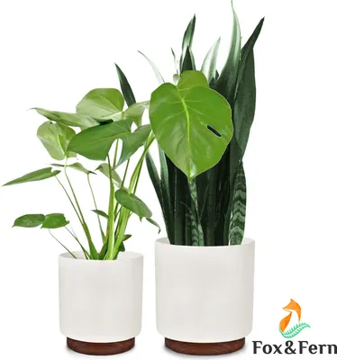 Produktbild von Fox & Fern Blumentopf im 2er-Set, Blumentopf Gross für Innen/Außen, Übertopf UV- & Frostbeständig, Polystone-Blumentöpfe Weiß, Blumentopf 25 cm Durchmesser, Großer Pflanzentopf für Zimmerpflanzen