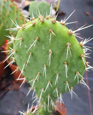 Image de Opuntia littoralis / Oponce du littoral