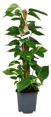 Produktbild von Scindapsus Epipremnum Zimmerpflanze Ø19 cm ↕80 cm rankend Topf pflegeleicht