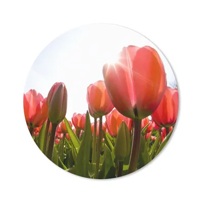 Produktbild von MuchoWow® Mauspad Mousepad Blumen - Tulpen - Sonne 40x40 cm - Mousepads - Maus Mat - Pad - Mausunterlage - Schreibtisch Accessoires