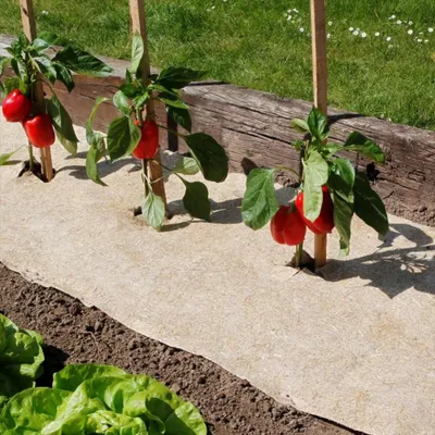 Image de Paillage naturel 75 x 500 cm - pour jardin et potager 100% biodégradable - 500 g/m2