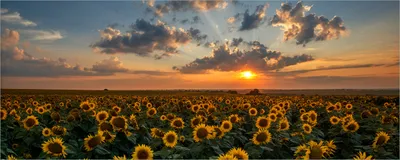 Produktbild von Wallario selbstklebendes Poster - Sonnenblumenwiese vor Wolken mit Sonnenuntergang, Größe: 50 x 125 cm