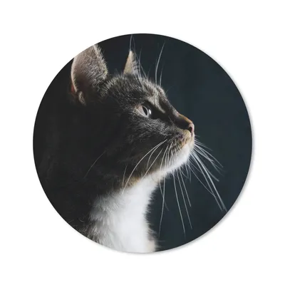 Produktbild von MuchoWow® Mauspad Mousepad Hauskatze 40x40 cm - Mousepads - Maus Mat - Pad - Mausunterlage - Schreibtisch Accessoires