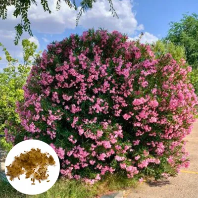 Zdjęcie produktu dla Nasiona Nerium Oleander - zestaw 10 sztuk - Roślina doniczkowa - Długo kwitnący - Oleander śródziemnomorski