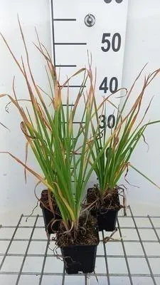 Zdjęcie produktu dla 6 x Kniphofia hybr. 'Tawney King' - Lilia pochodnia - doniczka 9 x 9 cm