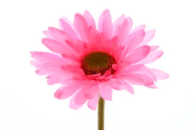 Produktbild von Blume Seidenblume Gerbera Kunstblume Dekoblume Tischdeko pink