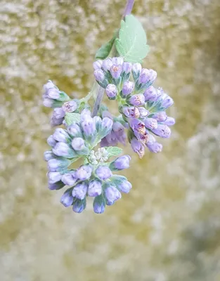Image de Caryopteris mongholica / Caryopteris mongholica