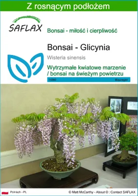 Zdjęcie produktu dla SAFLAX - Bonsai - Glicynia - 4 Nasiona - Z podłożem uprawowym wolnym od zarazków - Wisteria sinensis
