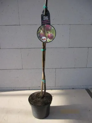 Produktbild von Feige Madeleine de deux Saisons - Ficus carica - 40-50cm - selbstfruchtend