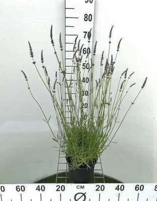 Produktbild von Lavandula int. 'Grosso' - Provence Lavendel Grosso - Container 3 liter